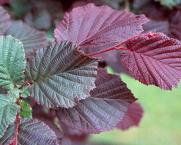 Líska obecná 'Roter Zellernuss'