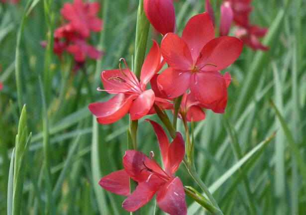 Říční lilie 'Major' - Schizostylis coccinea 'Major'