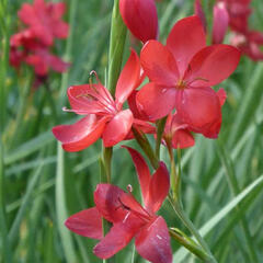 Říční lilie 'Major' - Schizostylis coccinea 'Major'