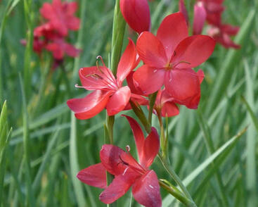 Říční lilie 'Major'