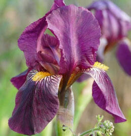 Kosatec německý 'Sarah Elisabeth' - Iris barbata-elatior 'Sarah Elisabeth'