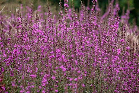 Kyprej prutnatý - Lythrum virgatum