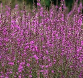 Kyprej prutnatý - Lythrum virgatum