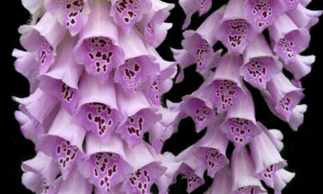 Náprstník červený 'Castor Lavender' - Digitalis purpurea 'Castor Lavender'