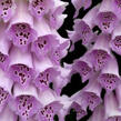 Náprstník červený 'Castor Lavender' - Digitalis purpurea 'Castor Lavender'