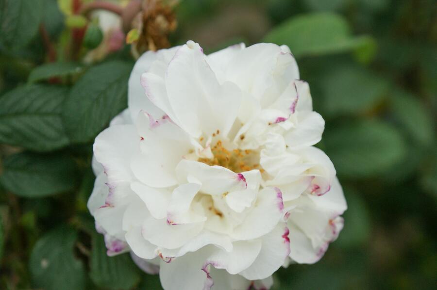 Růže parková 'Louise Bugnet' - Rosa S 'Louise Bugnet'