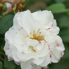 Růže parková 'Louise Bugnet' - Rosa S 'Louise Bugnet'