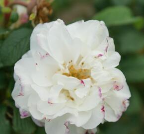 Růže parková 'Louise Bugnet' - Rosa S 'Louise Bugnet'