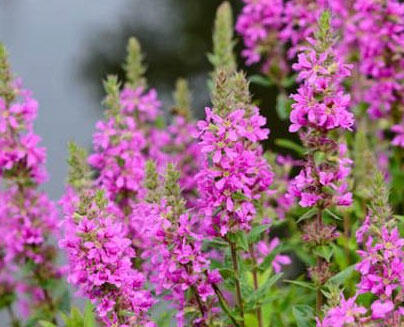 Kyprej vrbice 'Morden Pink' - Lythrum salicaria 'Morden Pink'