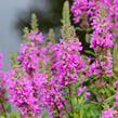 Kyprej vrbice 'Morden Pink' - Lythrum salicaria 'Morden Pink'