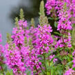 Kyprej vrbice 'Morden Pink' - Lythrum salicaria 'Morden Pink'
