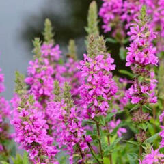 Kyprej vrbice 'Morden Pink' - Lythrum salicaria 'Morden Pink'