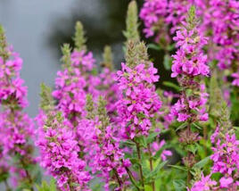 Kyprej vrbice 'Morden Pink'