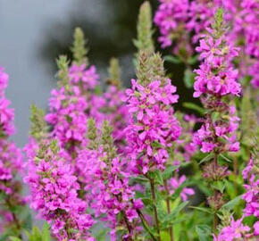 Kyprej vrbice 'Morden Pink' - Lythrum salicaria 'Morden Pink'