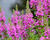 Kyprej vrbice 'Morden Pink'