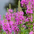 kyprej-vrbice-morden-pink.jpg
