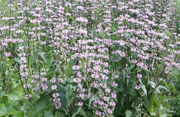 Sápa hlíznatá 'Amazone' - Phlomis tuberosa 'Amazone'