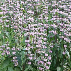 Sápa hlíznatá 'Amazone' - Phlomis tuberosa 'Amazone'