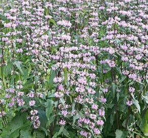 Sápa hlíznatá 'Amazone' - Phlomis tuberosa 'Amazone'