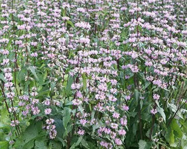 Sápa hlíznatá 'Amazone'