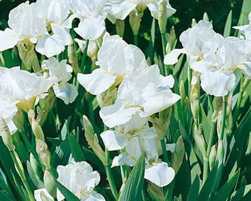 Kosatec nízký 'White Gem'