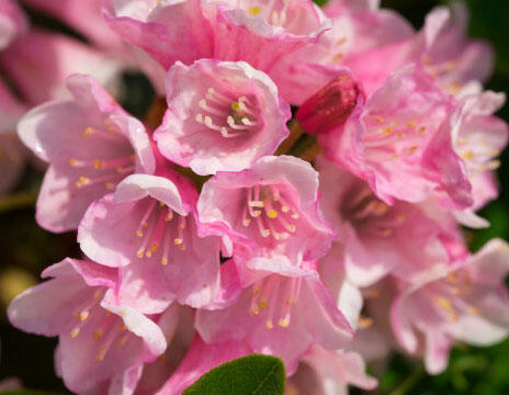 Pěnišník 'Bloombux Magenta‘® - Rhododendron micranthum 'Bloombux Magenta‘®