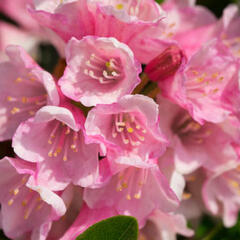 Pěnišník 'Bloombux Magenta‘® - Rhododendron micranthum 'Bloombux Magenta‘®
