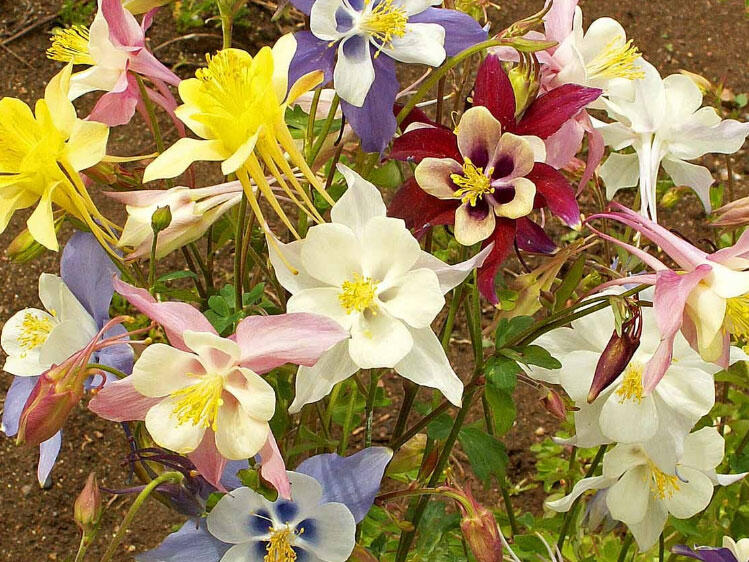 Orlíček 'McKana Hybrids' - Aquilegia caerulea 'McKana Hybrids'
