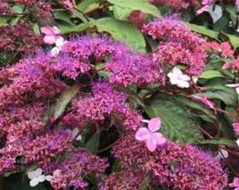 Hortenzie drsná 'Rosemary Foster'