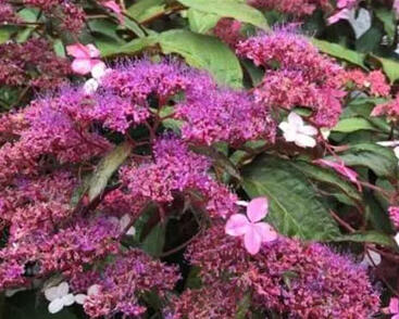Hortenzie drsná 'Rosemary Foster'