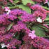 hortenzie-drsna-rosemary-foster.jpg