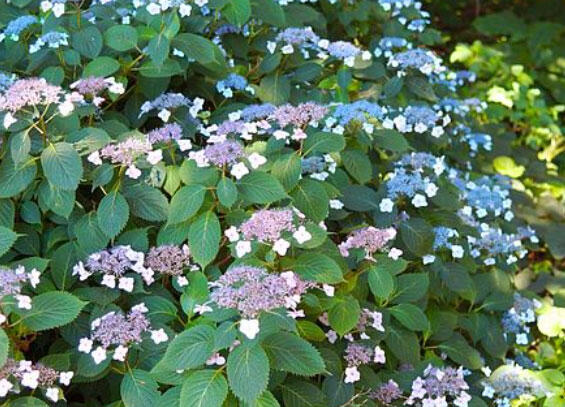 Hortenzie pilovitá 'Annie's Blue' - Hydrangea serrata Magic Seduction® 'Annie's Blue'