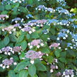 Hortenzie pilovitá 'Annie's Blue' - Hydrangea serrata Magic Seduction® 'Annie's Blue'