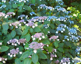 Hortenzie pilovitá 'Annie's Blue'