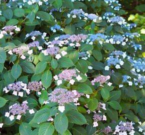 Hortenzie pilovitá 'Annie's Blue' - Hydrangea serrata Magic Seduction® 'Annie's Blue'