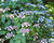 Hortenzie pilovitá 'Annie's Blue'