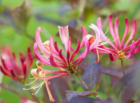 Zimolez ovíjivý 'Belgica' - Lonicera periclymenum 'Belgica'