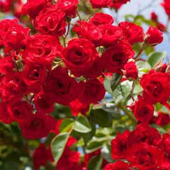 Růže velkokvětá 'Scarlet' - Rosa VK 'Scarlet'