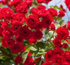 Růže velkokvětá 'Scarlet' - Rosa VK 'Scarlet'