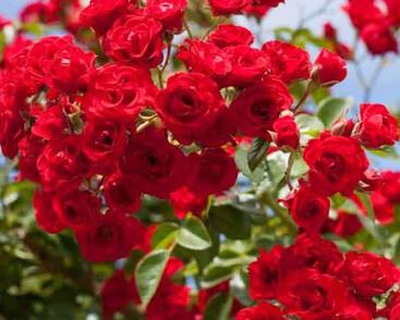 Růže velkokvětá 'Scarlet'