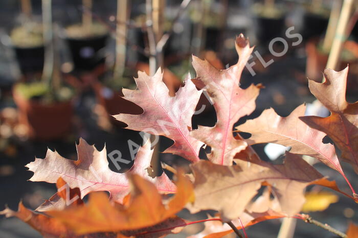 Dub bahenní 'Isabel' - Quercus palustris 'Isabel'