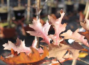 Dub bahenní 'Isabel' - Quercus palustris 'Isabel'
