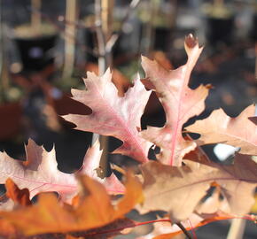 Dub bahenní 'Isabel' - Quercus palustris 'Isabel'