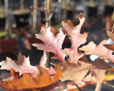 Dub bahenní 'Isabel'