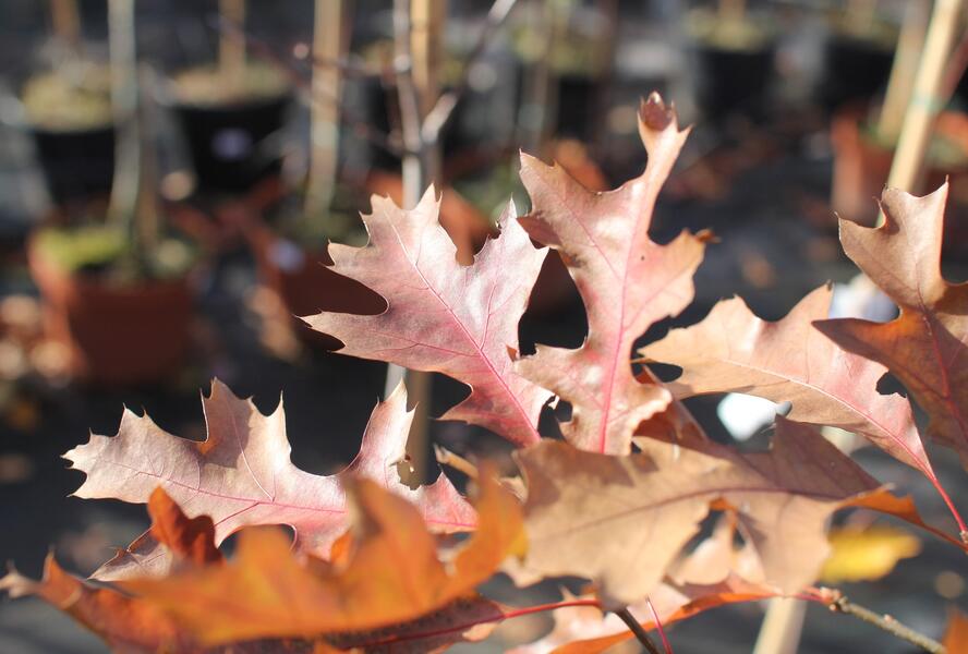 Dub bahenní 'Isabel' - Quercus palustris 'Isabel'