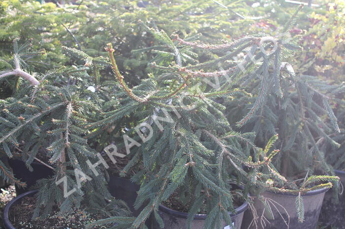 Smrk ztepilý 'Frohburg' - Picea abies 'Frohburg'