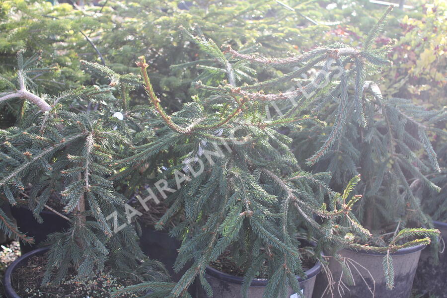 Smrk ztepilý 'Frohburg' - Picea abies 'Frohburg'
