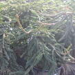 Smrk ztepilý 'Frohburg' - Picea abies 'Frohburg'