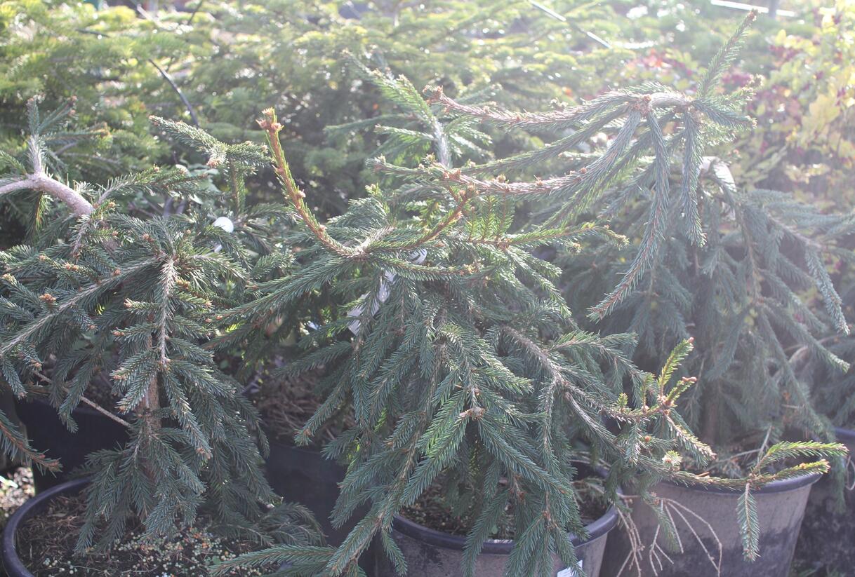 Smrk ztepilý 'Frohburg' - Picea abies 'Frohburg'