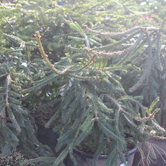 Smrk ztepilý 'Frohburg' - Picea abies 'Frohburg'